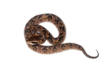 Malayan ground pit viper, scientifically known as Calloselasma rhodostoma. This species is well-camouflaged on the ground.