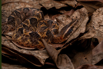 Malayan ground pit viper, scientifically known as Calloselasma rhodostoma. This species is well-camouflaged on the ground.