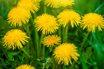 Yellow dandelions blooming on grass background
