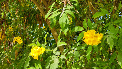yellow flowers on tree in the garden