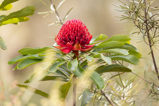 Waratah Flower in Australian bush