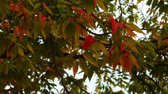 가을이 되어 벚나무의 잎이 붉게 물들었습니다.As autumn came, the leaves of the cherry trees turned red.