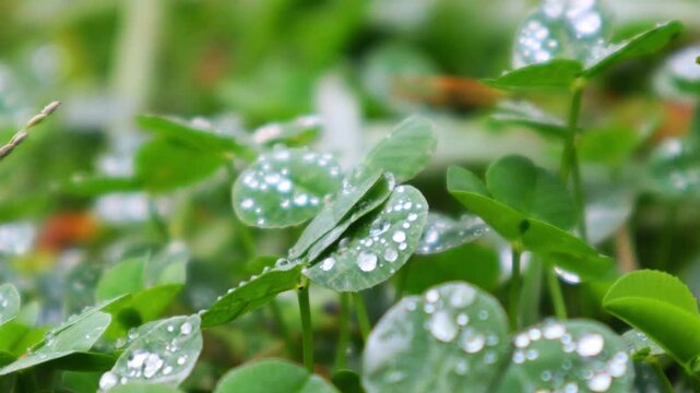 The clover leaves are covered in dew from the rain that fell in the early morning.새벽에내린 비로 클로버 잎에 이슬이 맺혀있습니다.