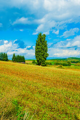 ケンとメリーの木と美瑛の丘（北海道）｜KenandMaryTree,BieiHills,Hokkaido