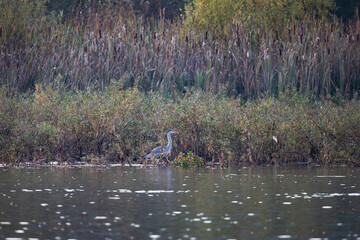 Gray heron bird ( Ardea cinerea )