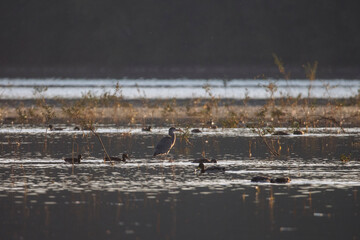 Gray heron bird ( Ardea cinerea )
