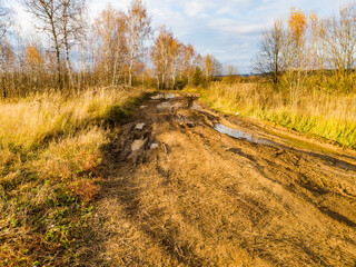 Fototapeta premium Rough, muddy track cutting through an autumn field, flanked by golden dry grass and leafless birches under a cloudy sky. Journey through wild nature