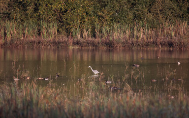 Gray heron bird ( Ardea cinerea )