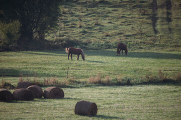 Horse in the pasture.