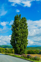 ケンとメリーの木と美瑛の丘（北海道）｜KenandMaryTree,BieiHills,Hokkaido