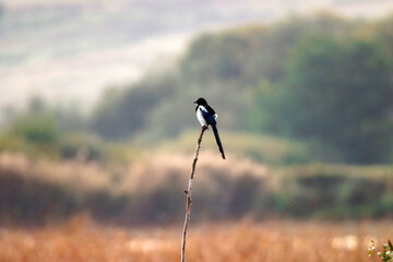Magpie bird close up ( Pica pica )