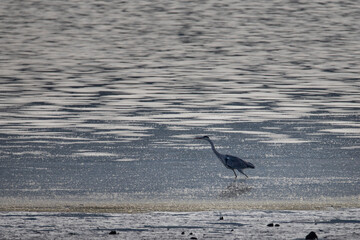 Gray heron bird ( Ardea cinerea )