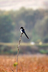 Magpie bird close up ( Pica pica )