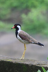 Red wattled  lapwing in the wild  
