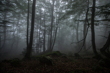 Forêt dans la brume
