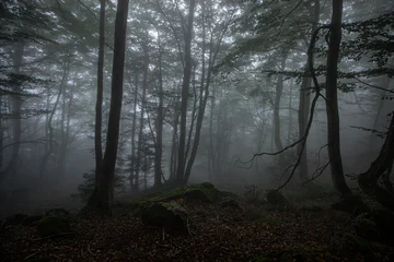 Forêt dans la brume © Axel