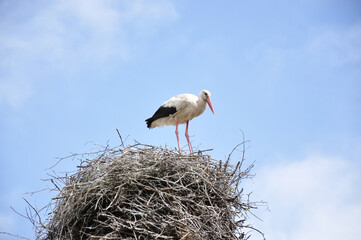 Beautiful white stork with red beak and legs perched on its nest of twigs under clear blue sky. Wildlife photo symbolizing birth, renewal, and harmony with nature.