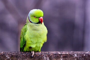 Green Parrot Perched on a Log With Red Beak and Bright Green Plumage