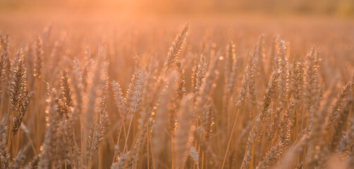 Fototapeta premium A rural landscape at sunset. Golden wheat stalks against the backdrop of a ripening field. A close-up of an agricultural cereal plant. The concept of planting and harvesting a bountiful harvest.