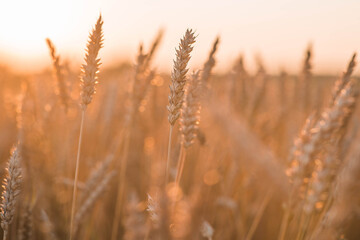Fototapeta premium A rural landscape at sunset. Golden wheat stalks against the backdrop of a ripening field. A close-up of an agricultural cereal plant. The concept of planting and harvesting a bountiful harvest.