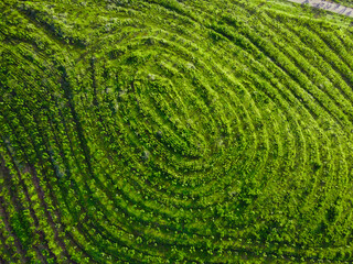 Replanting or rejuvenating rubber forests offers various benefits, including increased latex...