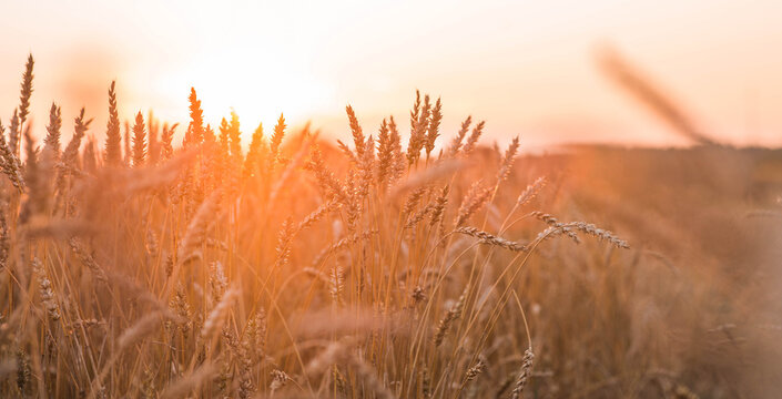 A rural landscape at sunset. Golden wheat stalks against the backdrop of a ripening field. A close-up of an agricultural cereal plant. The concept of planting and harvesting a bountiful harvest.