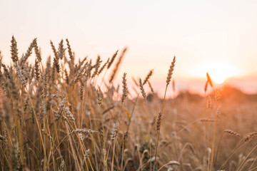 Fototapeta premium A rural landscape at sunset. Golden wheat stalks against the backdrop of a ripening field. A close-up of an agricultural cereal plant. The concept of planting and harvesting a bountiful harvest.