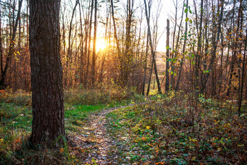 A sturdy pine tree guards a sun-drenched autumn path. Golden rays filter through bare branches, creating a tranquil forest scene at dusk