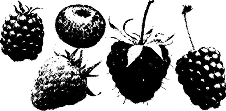 Black and white halftone art of various berries for design and print