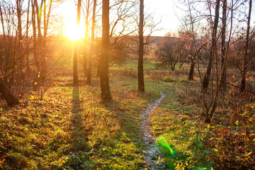 Golden sun bursts through bare autumn trees, highlighting a winding forest path. Verdant ground and scattered leaves paint a serene woodland scene