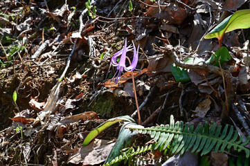 坂本のカタクリ