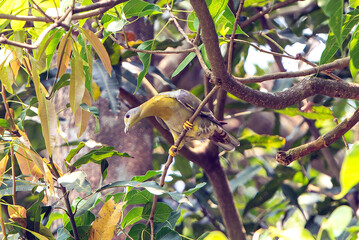 Pigeon Perched on Tree Branch Amid Lush Green Foliage in Natural Park Setting