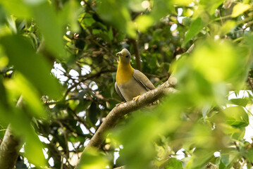 Pigeon Perched on Tree Branch Amid Lush Green Foliage in Natural Park Setting