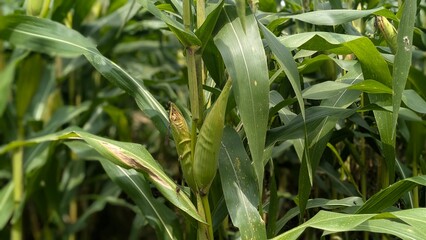 green corn field