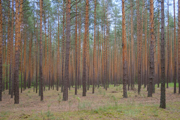 Fototapeta premium pine forest on a summer day