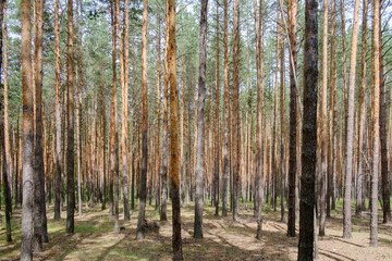 Naklejka premium pine forest on a summer day