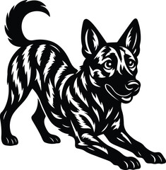 Dutch Shepherd Dog stretching front legs in playful bow.