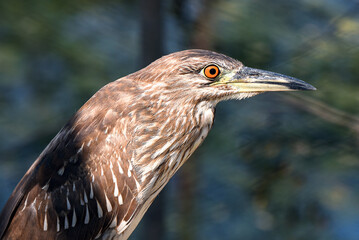 Close-up of a Heron Bird With Vibrant Eye in a Natural Habitat