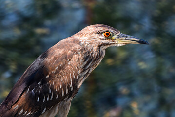 Close-up of a Heron Bird With Vibrant Eye in a Natural Habitat