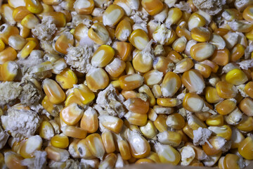 Pile of rotten corn showing fungal contamination. This damaged, moldy grain crop failed harvest, possibly with mycotoxin, making it unsafe for animal feed or food