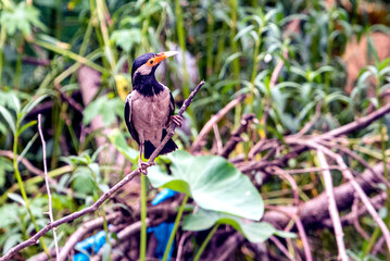 Colorful Indian Pied Myna Bird Perched on Branch in Lush Green Tropical Leaves