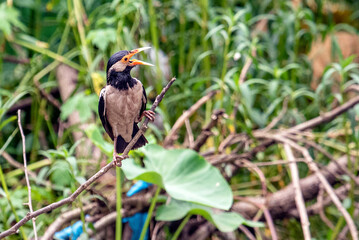 Colorful Indian Pied Myna Bird Perched on Branch in Lush Green Tropical Leaves
