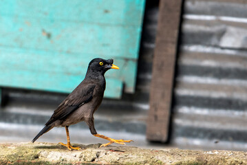 Jungle myna Walking On Weathered Wall In Urban Setting With Bright Yellow Beak