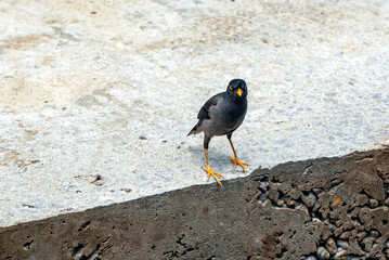 Jungle myna Walking On Weathered Wall In Urban Setting With Bright Yellow Beak