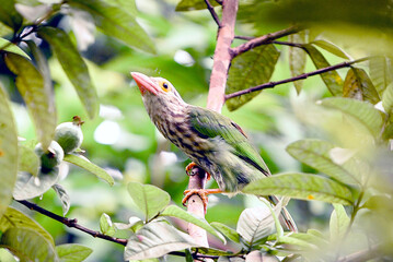 Lineated Barbet Perched In Lush Tree With Green Leaves And Blue Sky