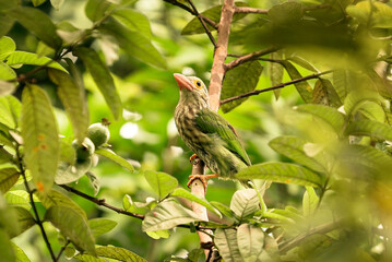 Lineated Barbet Perched In Lush Tree With Green Leaves And Blue Sky