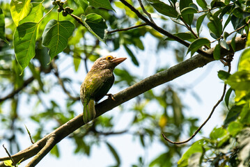 Obraz premium Lineated Barbet Perched In Lush Tree With Green Leaves And Blue Sky
