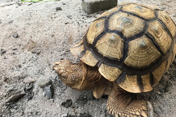 The golden brown turtle crawls over the grainy sand and thick patterned shell with circular layers
