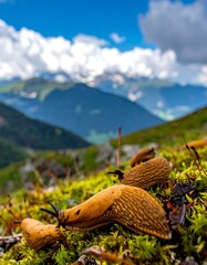 Slugs on mountain moss, sunny day