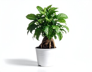 Small bonsai-style plant in white pot